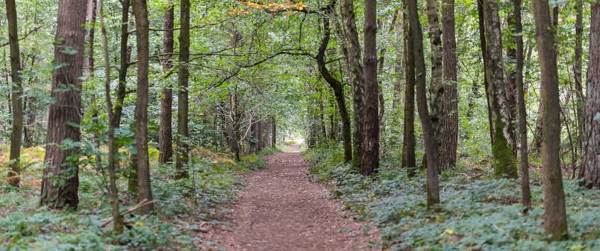 Ecosystem Bain de foret. Photo: A. Delsoir